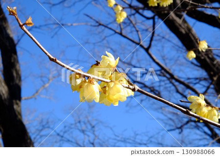 蠟梅花開，春天的到來【相模原市津久井 2月】 130988066