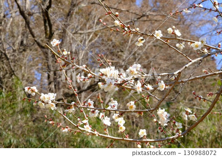 White plum blossoms blooming against a backdrop of a grove of trees [Tsukui, Sagamihara City, February] 130988072