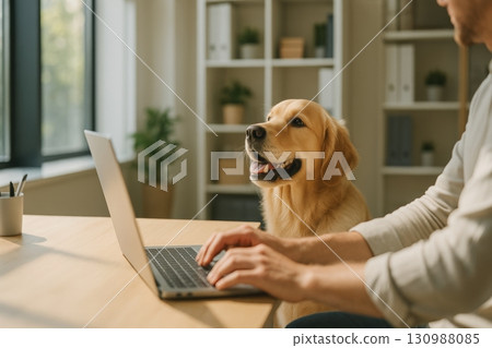 Golden retriever sitting beside person working on laptop at home office Golden retriever sitting beside person working on laptop at home office 130988085