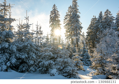 Snow covered forest in Sumava with trees wrapped in white snow and deep snowdrifts, illuminated by the warm colors of the setting sun, creating a calm winter landscape. Snow covered forest in Sumava with trees wrapped in white snow and deep snowdrifts, illuminated by the warm colors of the setting sun, creating a calm winter landscape. 130988131