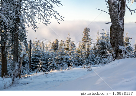 Snow covered forest in Sumava with trees wrapped in white snow and deep snowdrifts, illuminated by the warm colors of the setting sun, creating a calm winter landscape. 130988137