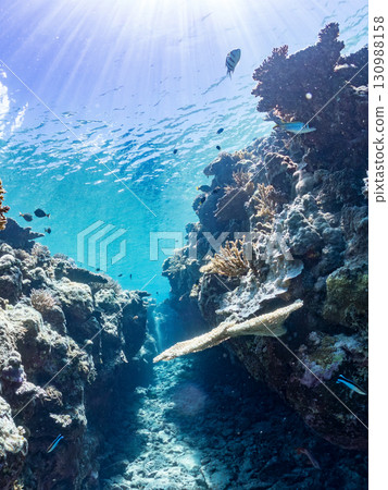 一群藍點雀鯛、藍點雀鯛和其他魚類。巨大的珊瑚礁和一群熱帶魚。沖繩縣卡比島 130988158