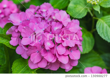 Hydrangeas at Hattasan Son'eiji Temple in Fukuroi City (Shizuoka Prefecture) 130988277