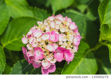 靜岡縣袋井市八田山尊永寺的繡球花 靜岡縣袋井市八田山尊永寺的繡球花 130988278