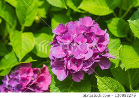 靜岡縣袋井市八田山尊永寺的繡球花 130988279