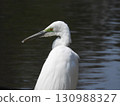 A close-up of a great egret's profile resting its wings by the water 130988327