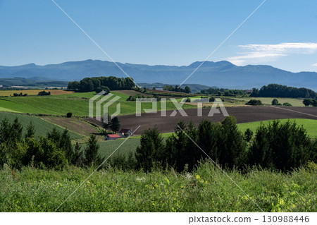 Hill of Biei in the summer 130988446