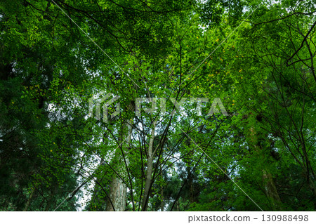 森林裡的桂樹 森林裡的桂樹 130988498