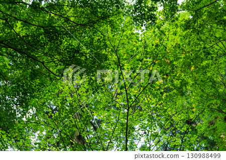 Katsura tree standing in the forest 130988499