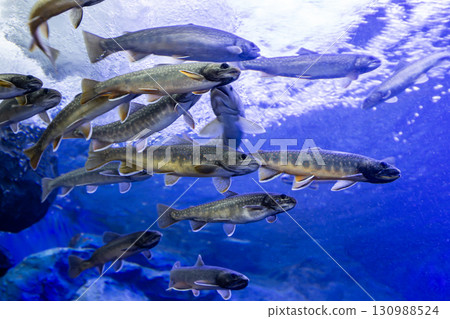 School of white-spotted char School of white-spotted char 130988524