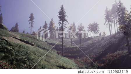 A serene hillside landscape shows tall evergreen trees surrounded by lush greenery. Soft morning light filters through the trees, highlighting the natural beauty of the scene. 130988549