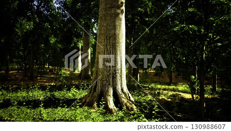 A large tree stands tall in a lush, green forest illuminated by bright sunlight. The surrounding foliage adds to the serene atmosphere, showcasing natures beauty. 130988607
