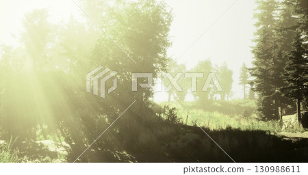 Soft rays of sunlight illuminate a green forest filled with trees and underbrush. The tranquil setting evokes a sense of peace and connection to nature during daytime. Soft rays of sunlight illuminate a green forest filled with trees and underbrush. The tranquil setting evokes a sense of peace and connection to nature during daytime. 130988611