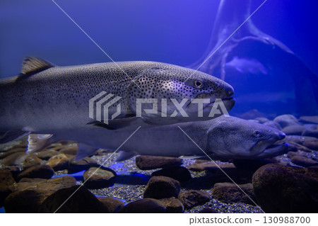 Phantom fish Ito 130988700