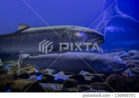 Phantom fish Ito 130988701