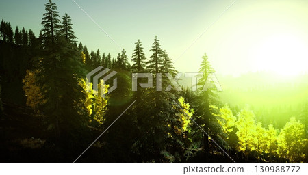 Bright sunlight filters through a lush forest, highlighting vibrant green and yellow foliage. The early morning light casts a warm glow on the towering trees, creating a serene atmosphere. Bright sunlight filters through a lush forest, highlighting vibrant green and yellow foliage. The early morning light casts a warm glow on the towering trees, creating a serene atmosphere. 130988772