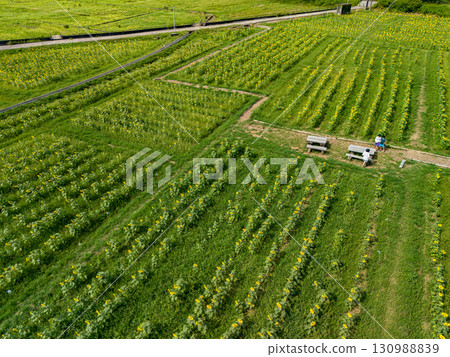 A sunflower field run by local farmers on a volunteer basis. Hirizo Hama Nakagi Minamiizu Town Izu Peninsula Shizuoka Prefecture 2025 A sunflower field run by local farmers on a volunteer basis. Hirizo Hama Nakagi Minamiizu Town Izu Peninsula Shizuoka Prefecture 2025 130988839