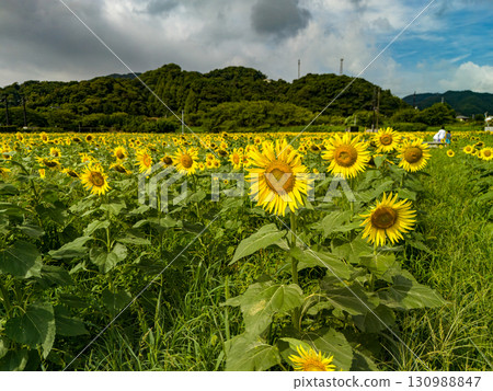 A sunflower field run by local farmers on a volunteer basis. Hirizo Hama Nakagi Minamiizu Town Izu Peninsula Shizuoka Prefecture 2025 A sunflower field run by local farmers on a volunteer basis. Hirizo Hama Nakagi Minamiizu Town Izu Peninsula Shizuoka Prefecture 2025 130988847