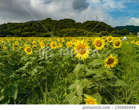 A sunflower field run by local farmers on a volunteer basis. Hirizo Hama Nakagi Minamiizu Town Izu Peninsula Shizuoka Prefecture 2025 130988848