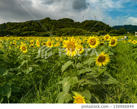 A sunflower field run by local farmers on a volunteer basis. Hirizo Hama Nakagi Minamiizu Town Izu Peninsula Shizuoka Prefecture 2025 A sunflower field run by local farmers on a volunteer basis. Hirizo Hama Nakagi Minamiizu Town Izu Peninsula Shizuoka Prefecture 2025 130988849
