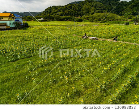 由當地農民自願經營的向日葵田。 Hirizo Hama Nakagi 南伊豆鎮 伊豆半島 靜岡縣 2025 130988858