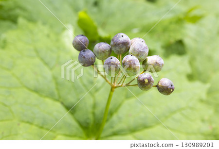 Alpine plant, Sankayou fruit 130989201