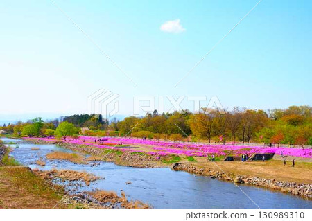 福祿考、芝櫻、芝櫻、立谷川櫻花、山形市 130989310