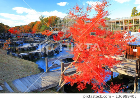 [Kyoto Prefecture] Waterside terrace and autumn leaves at Keihanna Memorial Park 130989405