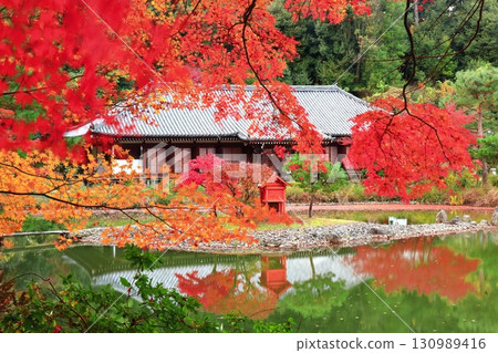 [京都府]晴天時淨琉璃寺庭園的正堂和秋葉 130989416