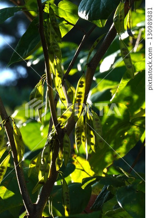 2025年，透過清晨的陽光可以看到紫荊花的種子 130989881