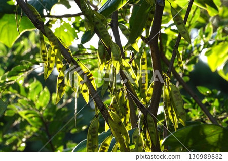 Redbud seeds visible through the morning sun, 2025 130989882