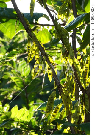 2025年，透過清晨的陽光可以看到紫荊花的種子 130989883