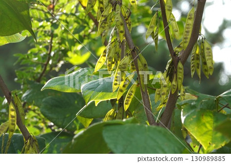 2025年,透過清晨的陽光可以看到紫荊花的種子 2025年,透過清晨的陽光可以看到紫荊花的種子 130989885