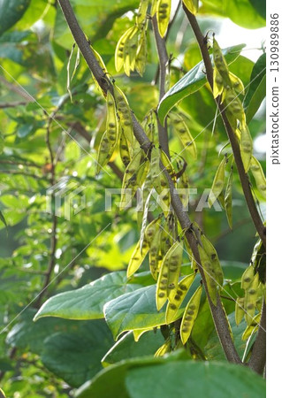 2025年，透過清晨的陽光可以看到紫荊花的種子 130989886