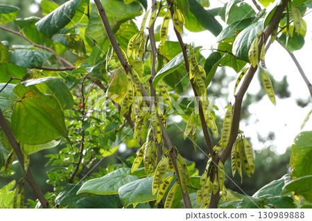 2025年，透過清晨的陽光可以看到紫荊花的種子 130989888