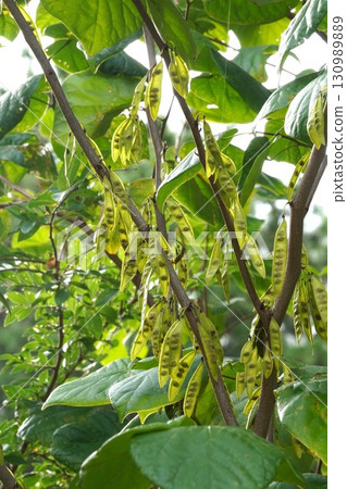 2025年，透過清晨的陽光可以看到紫荊花的種子 130989889