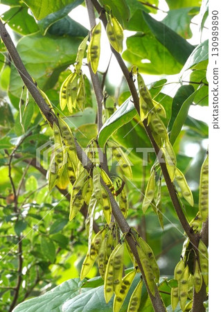 2025年，透過清晨的陽光可以看到紫荊花的種子 130989890