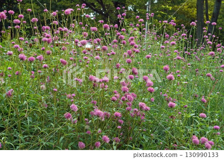 Globetrotter flower, 2025 130990133