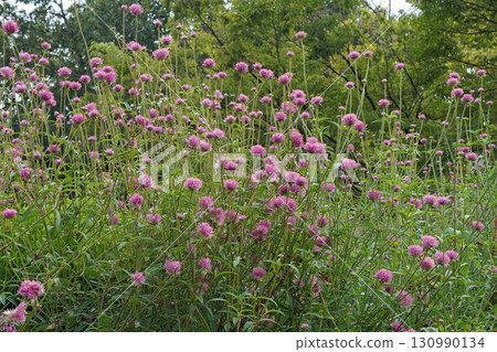 Globetrotter flower, 2025 Globetrotter flower, 2025 130990134