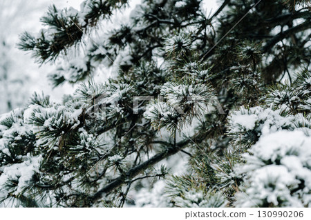 Winter park with snowy branches, fir trees 130990206