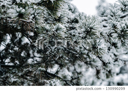 Winter park with snowy branches, fir trees Winter park with snowy branches, fir trees 130990209