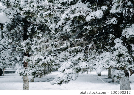 Winter park with snowy branches, fir trees 130990212