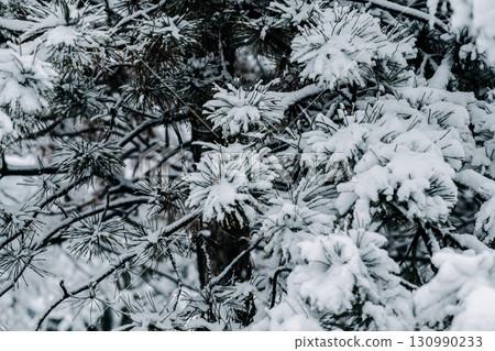 Winter park with white snowy branches, fir trees Winter park with white snowy branches, fir trees 130990233