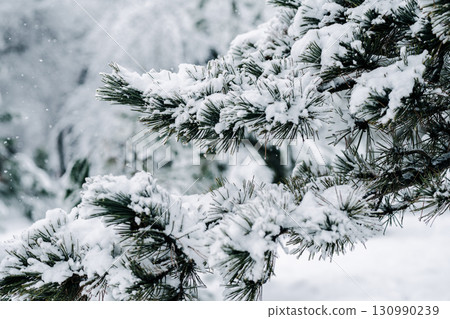 Winter park with snowy branches, fir trees 130990239