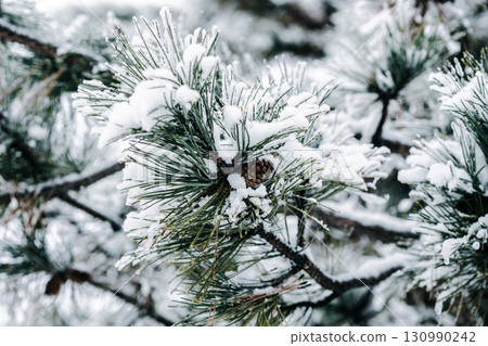 Winter park with snowy branches, fir trees 130990242