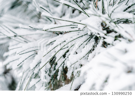 Winter park with white snowy branches, fir trees Winter park with white snowy branches, fir trees 130990250
