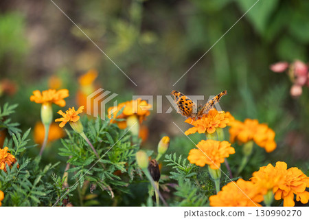 A fritillary butterfly resting on a marigold A fritillary butterfly resting on a marigold 130990270