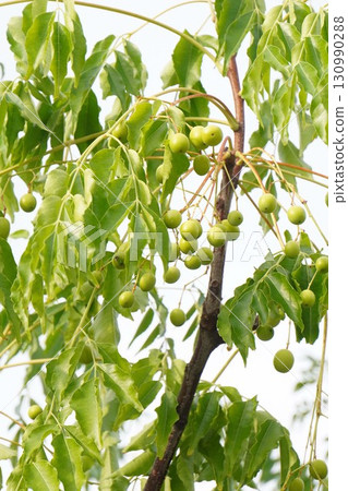 Young China tree fruit, 2025 Young China tree fruit, 2025 130990288