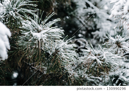 Winter park with white snowy branches, fir trees Winter park with white snowy branches, fir trees 130990296