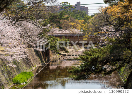 兵庫縣著名的賞櫻勝地宿川公園，櫻花盛開。兵庫縣西宮市 130990322